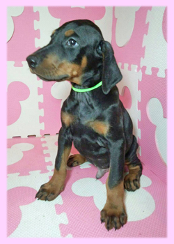 ドーベルマン　ブラック＆タン　メス　子犬販売の専門店　AngelWan　横浜