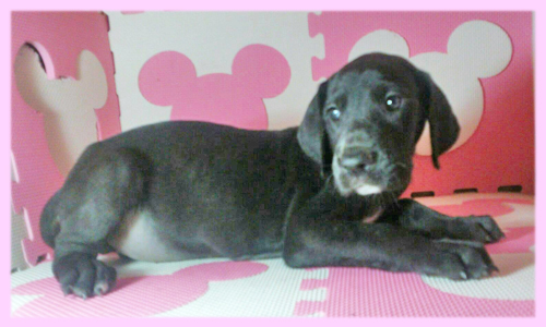 グレートデーン　ブラック　メス　子犬販売の専門店　AngelWan　横浜