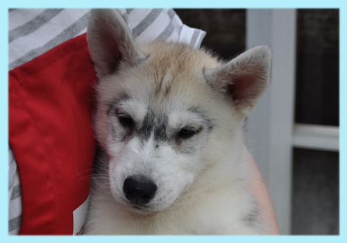 シベリアンハスキー　シルバー＆ホワイト　オス　子犬販売の専門店　AngelWan　横浜