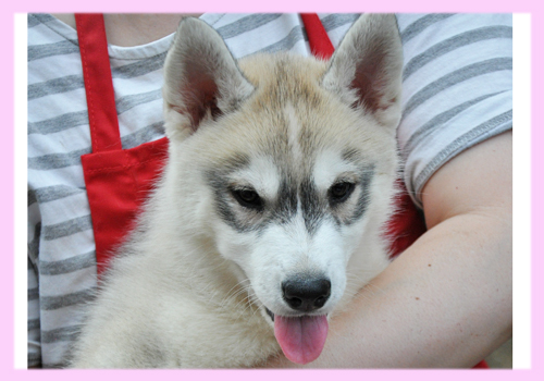 シベリアンハスキー シルバー&ホワイト メス 子犬販売の専門店 AngelWan 横浜