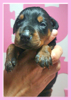 ドーベルマン　ブラック＆タン　メス　子犬販売の専門店　AngelWan　横浜