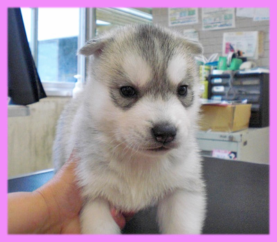 シベリアンハスキー　シルバー＆ホワイト　メス　子犬販売の専門店　AngelWan　横浜