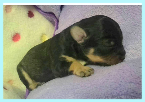 ミックス　マルプー　ブラック＆タン　オス　子犬販売の専門店　AngelWan　横浜