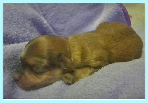 ミックス チワプー レッド オス 子犬販売の専門店 AngelWan 横浜