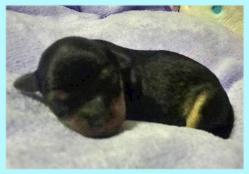 ミックス チワプー ブラック&タン オス 子犬販売の専門店 AngelWan 横浜