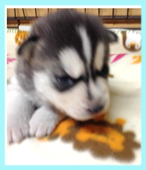 シベリアンハスキー ブラック&ホワイト オス 子犬販売の専門店 AngelWan 横浜