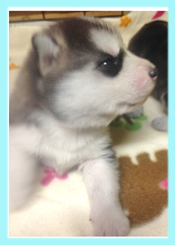 シベリアンハスキー シルバー&ホワイト オス 子犬販売の専門店 AngelWan 横浜