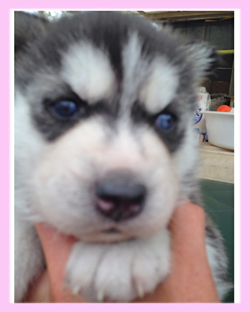 シベリアンハスキー　ブラック＆ホワイト　メス　子犬販売の専門店　AngelWan　横浜