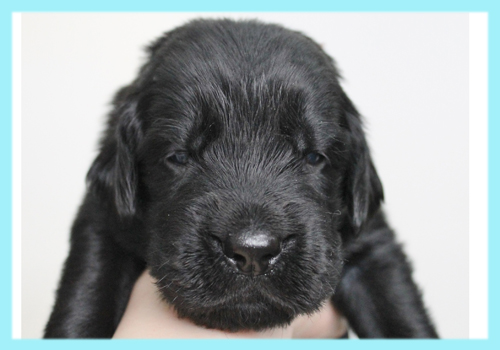 フラットコーテッドレトリバー　ブラック　オス　子犬販売の専門店　AngelWan　横浜