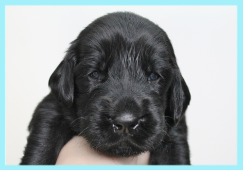 フラットコーテッドレトリバー　ブラック　オス　子犬販売の専門店　AngelWan　横浜