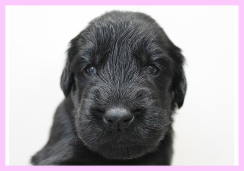 フラットコーテッドレトリバー ブラック メス 子犬販売の専門店 AngelWan 横浜