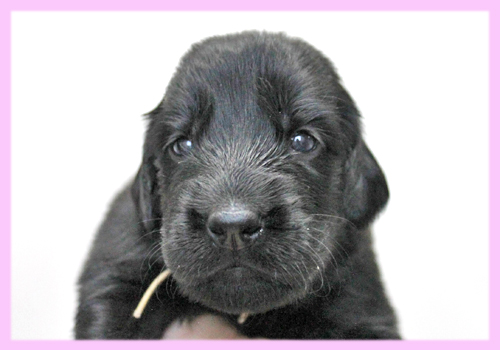 フラットコーテッドレトリバー　ブラック　メス　子犬販売の専門店　AngelWan　横浜