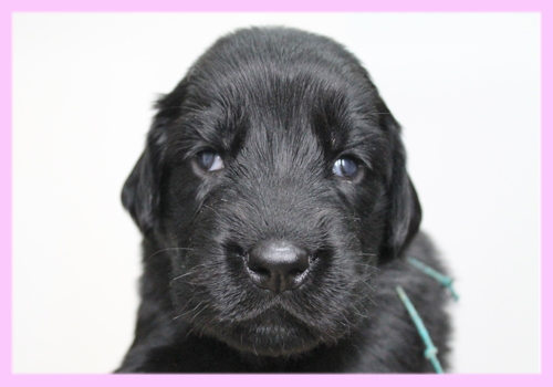 フラットコーテッドレトリバー　ブラック　メス　子犬販売の専門店　AngelWan　横浜