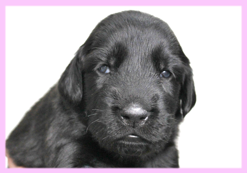 フラットコーテッドレトリバー　ブラック　メス　子犬販売の専門店　AngelWan　横浜