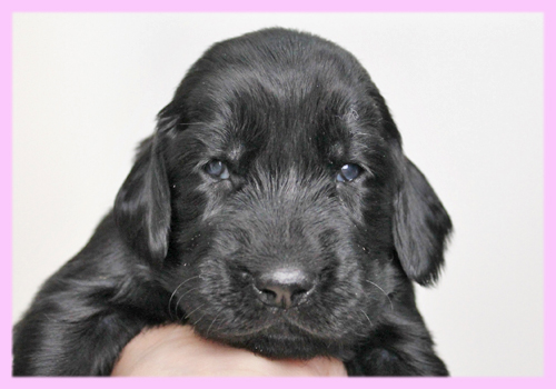 フラットコーテッドレトリバー　ブラック　メス　子犬販売の専門店　AngelWan　横浜