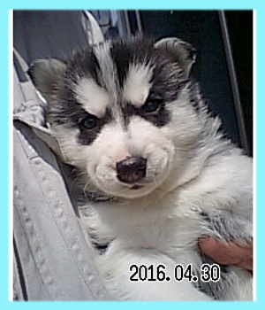 シベリアンハスキー　ブラック＆ホワイト　オス　子犬販売の専門店　AngelWan　横浜