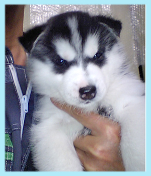 シベリアンハスキー　ブラック＆ホワイト　オス　子犬販売の専門店　AngelWan　横浜