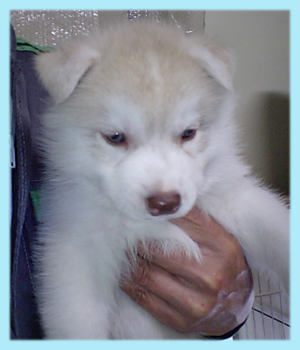 シベリアンハスキー　レッド＆ホワイト　オス　子犬販売の専門店　AngelWan　横浜