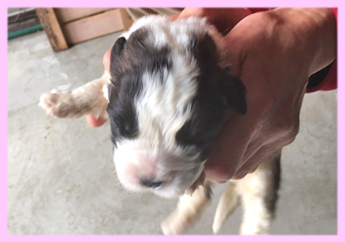 セントバーナード ブラウン&ホワイト メス 子犬販売の専門店 AngelWan 横浜