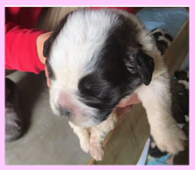 セントバーナード ブラウン&ホワイト メス 子犬販売の専門店 AngelWan 横浜