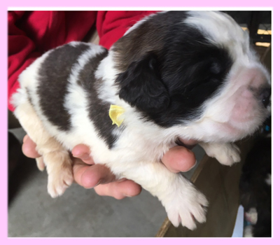 セントバーナード　ブラウン＆ホワイト　メス　子犬販売の専門店　AngelWan　横浜