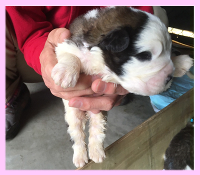 セントバーナード　ブラウン＆ホワイト　メス　子犬販売の専門店　AngelWan　横浜