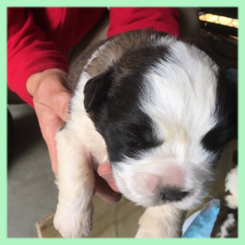 セントバーナード ブラウン&ホワイト 子犬販売の専門店 AngelWan 横浜