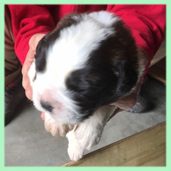 セントバーナード ブラウン&ホワイト 子犬販売の専門店 AngelWan 横浜