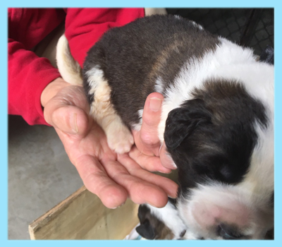 セントバーナード ブラウン&ホワイト オス 子犬販売の専門店 AngelWan 横浜