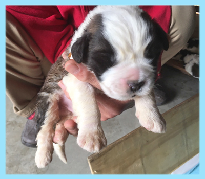 セントバーナード　ブラウン＆ホワイト　オス　子犬販売の専門店　AngelWan　横浜