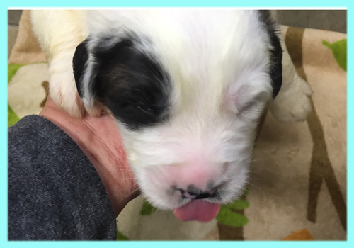 セントバーナード　ブラウン＆ホワイト　オス　子犬販売の専門店　AngelWan　横浜