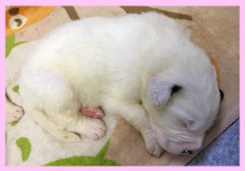 セントバーナード　ブラウン＆ホワイト　メス　子犬販売の専門店　AngelWan　横浜