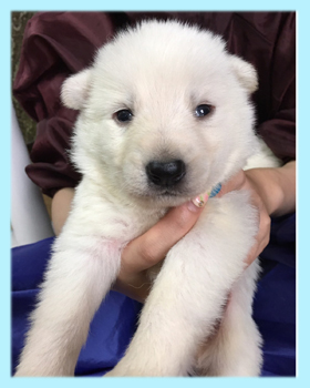 ホワイトシェパード 子犬販売の専門店 AngelWan 横浜