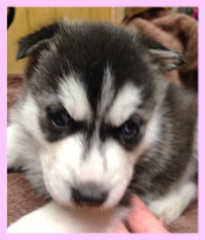 シベリアンハスキー　子犬販売の専門店　AngelWan　横浜