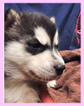 シベリアンハスキー　ブラック＆ホワイト　メス　子犬販売の専門店　AngelWan　横浜