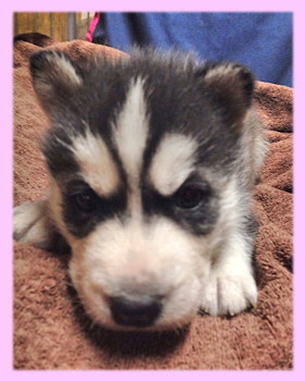 シベリアンハスキー　ブラック＆ホワイト　メス　子犬販売の専門店　AngelWan　横浜