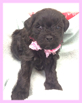 ミックス　トイプードル　シーズー　子犬販売の専門店　AngelWan　横浜