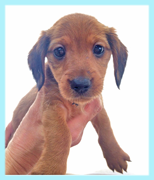 ミックス　ダックス　ヨーキー　オス　子犬販売の専門店　AngelWan　横浜