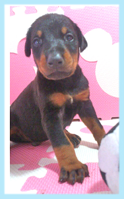 ドーベルマン　ブラック＆タン　オス　子犬販売の専門店　AngelWan　横浜