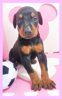 ドーベルマン　ブラック＆タン　メス　子犬販売の専門店　AngelWan　横浜