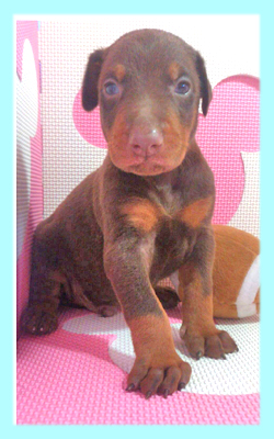 ドーベルマン　チョコレート＆タン　オス　子犬販売の専門店　AngelWan　横浜