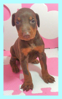 ドーベルマン　チョコレート＆タン　オス　子犬販売の専門店　AngelWan　横浜