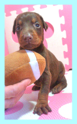 ドーベルマン　チョコレート＆タン　オス　子犬販売の専門店　AngelWan　横浜