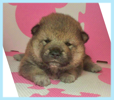 柴犬　豆柴　胡麻　オス　子犬販売の専門店　AngelWan　横浜