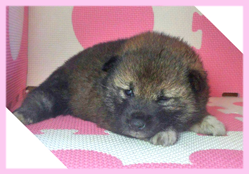 柴犬　豆柴　胡麻　メス　子犬販売の専門店　AngelWan　横浜