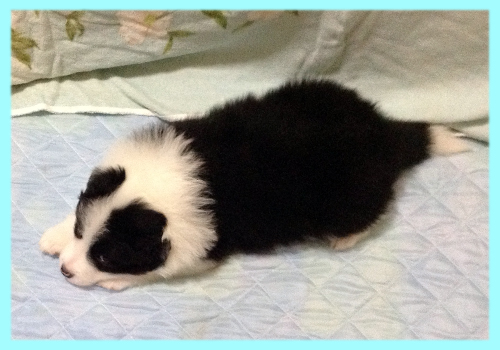 ボーダーコリー　ブラック＆ホワイト　オス　子犬販売の専門店　AngelWan　横浜