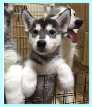 シベリアンハスキー ブラック&ホワイト オス 子犬販売の専門店 AngelWan 横浜