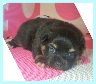 ミックス　チワワ　ポメラニアン　オス　子犬販売の専門店　AngelWan　横浜