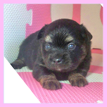 ミックス チワワ ポメラニアン オス 子犬販売の専門店 AngelWan 横浜