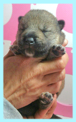 柴犬　豆柴　胡麻　オス　子犬販売の専門店　AngelWan　横浜